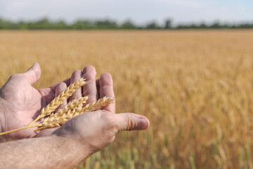 Close-up side view of male hands holding ripe gold colored ears of wheat on yellow agricultural field in a sunny day. Selective focus. Copy space. Big harvest theme.