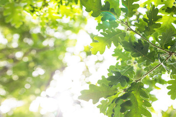Obraz premium Upward glance to sun rays shines through forest trees. Scattered sunlight that filters through green oak leaves. Sunny summer nature background with sunshine radiant bokeh. Japanese Komorebi concept
