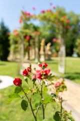 Beautiful red roses bush in summer morning garden on bright summer day background
