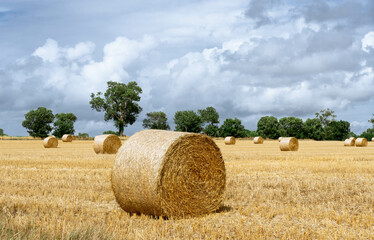 Champ moissonn&eacute; avec des ballots de paille