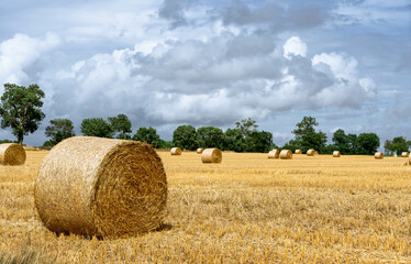 Champ agricole avec des ballots de paille 