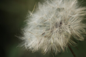 white dandelion in close up with green background