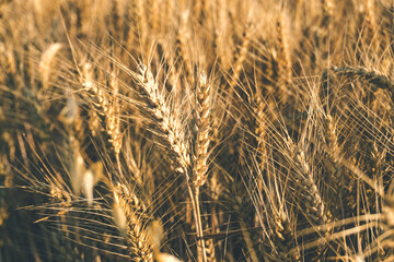 Soft common golden Wheat field in summer