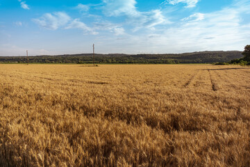 Landscape of Soft common golden Wheat field in summer and blue sky