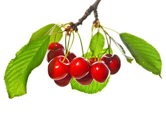 Cherries on a branch on white background
