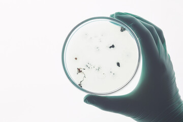 Close-up of unrecognizable scientist in rubber glove holding petri dish with bacteria cells against...