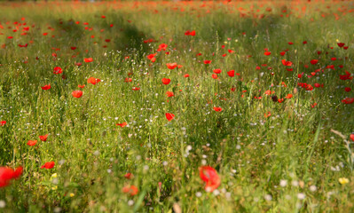 Poppy Field