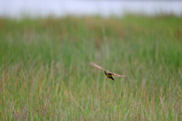 Crested Lark // Haubenlerche (Galerida cristata), Peloponnese, Greece