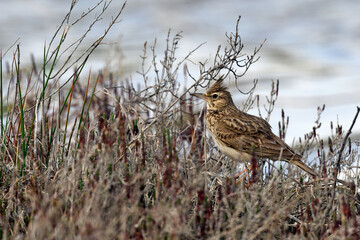 Haubenlerche // Crested Lark (Galerida cristata), Peloponnese, Greece