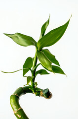 Bamboo Lucky, Dracaena Sandera, a green plant on a white background at close range