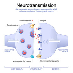 Synapse Structure. Neurotransmitter, synaptic vesicles and synaptic cleft.