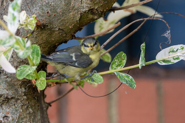 Juvenile blue tit bird, cyanistes caeruleus. Less than an hour after fledging from the nest box, juvenile bluetit perched on a flower box border © Anders93