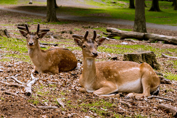 Naklejka na ściany i meble Deer having a chill day in the forrest