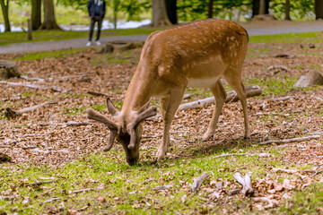 Deer having a chill day in the forrest