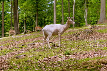 Obraz na płótnie Canvas White deer walking around in a deer park in Denmark