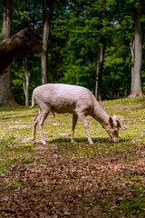 Obraz na płótnie Canvas White deer walking around in a deer park in Denmark