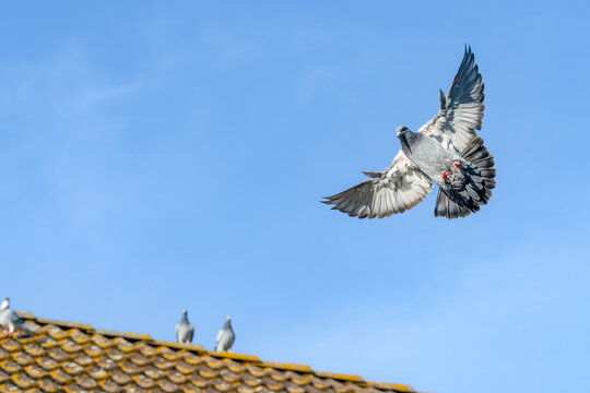 A carrier pigeon spreads its wings for landing on the roof wit a blue sky as background