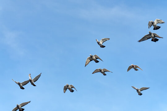 A flock of beautiful flying racing pigeons with a blue sky for their daily training flight