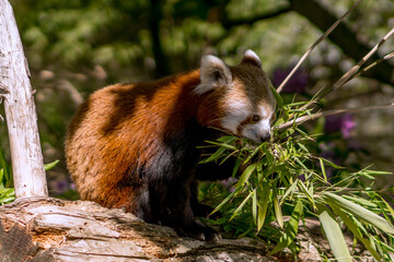 Red panda having lunch