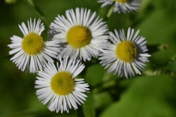 Obraz premium Camping Russeltown 24 Au 26 Juin 2022