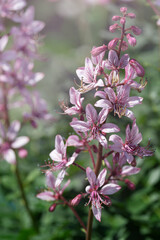 blooming burning bush with purple flowers on a background of greenery
