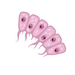 Cell of human organism. Layer of epidermis. Scientific material for education. Cartoon flat illustration. Skin system.