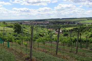 Fototapeta na wymiar Growing grape wine. Landscape view with vineyards. Grapevine. Blue sky with clouds. South Moravia in the Czech Republic.