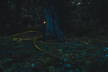 Fireflies from Waldfriedhof Schaffhausen