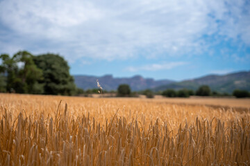field of wheat