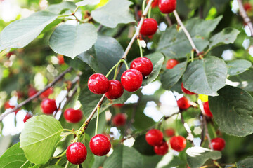 Ripe cherries on cherry tree branches