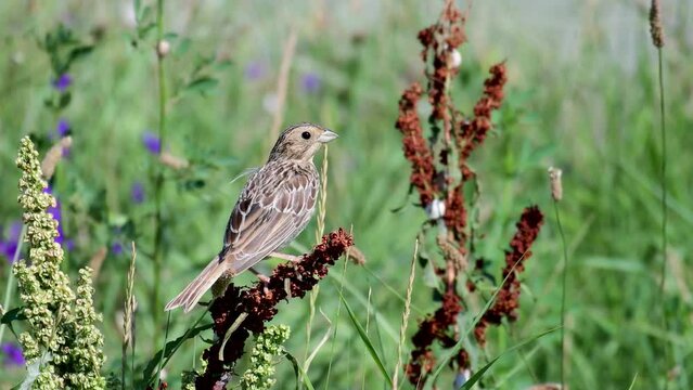 Corn bunting Miliaria calandra sitting on a branch.