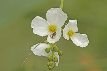 Obraz premium white flower next to a bee on a greenish yellow background