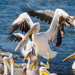 A Pelican in Descent