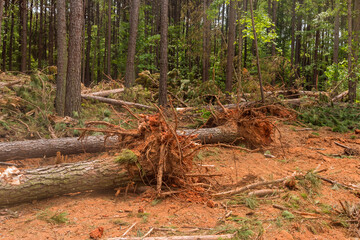 Fototapeta premium A deforestation forest is used to prepare land new subdivision house complex by removal up tree stumps and roots when forest has been cleared.