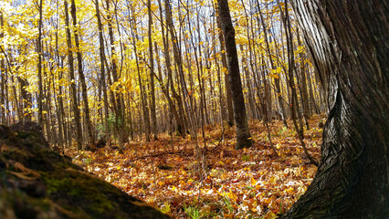 Obraz premium autumn in the forest