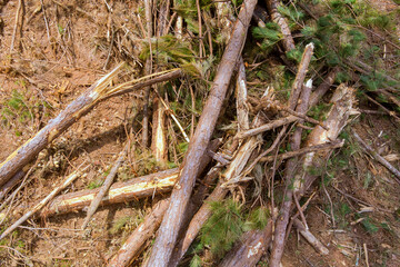 Removal up tree stumps and roots after forest is removed to prepare land to build a new complex property