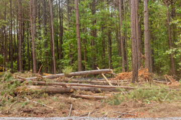 A new house complex subdivision needed to be built with the deforestation of forests, followed by the removal up of tree stumps and roots.