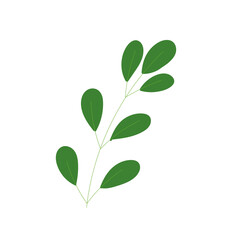 Isolated green nature leaf icon flat design Vector