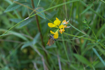 bee on flower