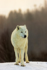 Obraz premium male Arctic wolf (Canis lupus arctos) nice portrait in winter