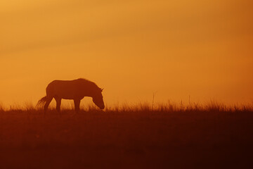 Obraz na płótnie Canvas Przewalski's horse (Equus ferus przewalskii ), also called the takhi, Mongolian wild horse or Dzungarian horse, standing on a plain at sunset with a yellow sky
