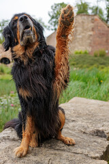 male dog hovawart gold and black raises a paw in greeting or high five