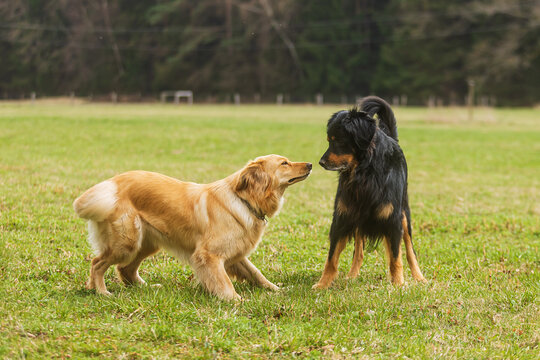 male dog hovawart gold and black and female gold is meeting