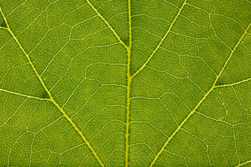 Beautiful green leaf macro full of details