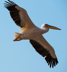 A Pelican In Flight