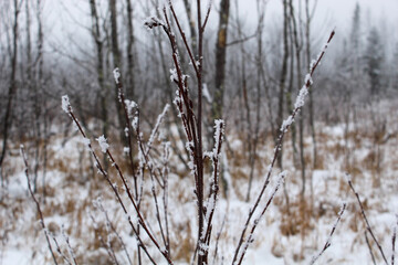 reeds in the snow