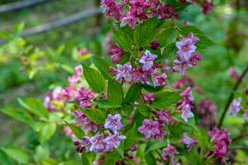 Flowers of pink weigela