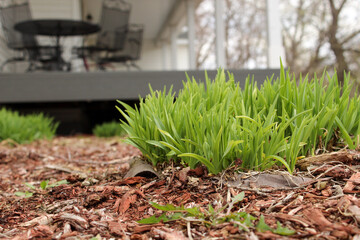 watering can in garden