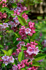 Flowers of pink weigela