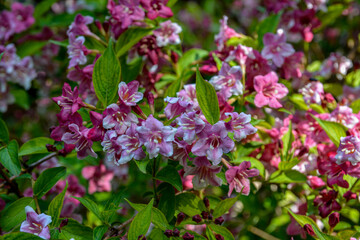 Flowers of pink weigela